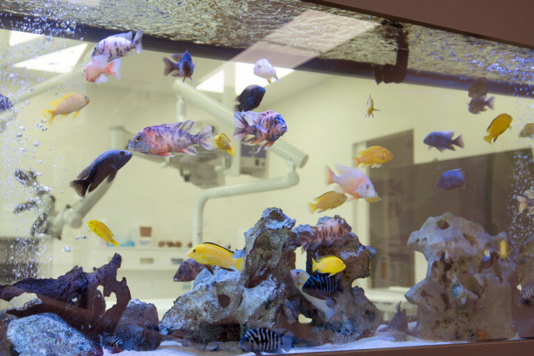 Cosmetic Dentist Adelaide Dr Zielinski & Associates